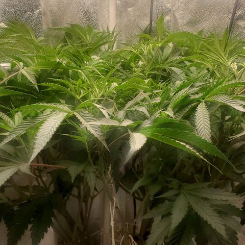 The diary of a bushy girl named Gush Mints growlog timeline photo
