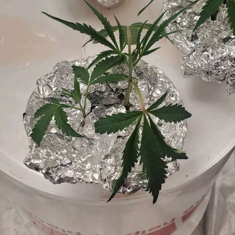 The diary of a bushy girl named Gush Mints growlog timeline photo