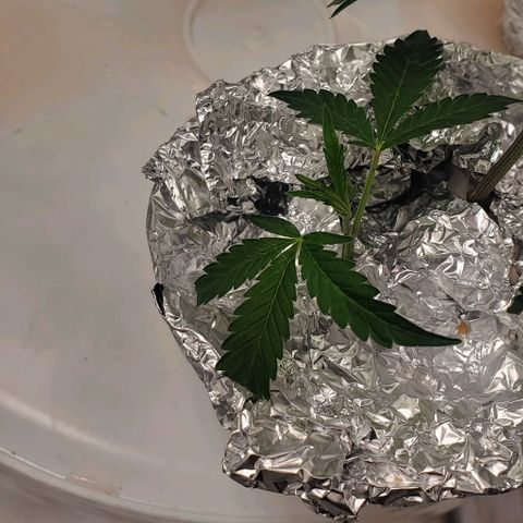 The diary of a bushy girl named Gush Mints growlog timeline photo