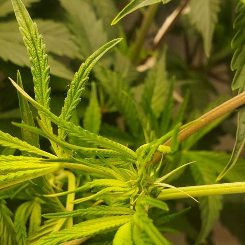 The diary of a bushy girl named Gush Mints growlog timeline photo