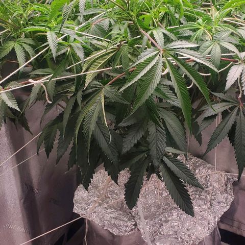 The diary of a bushy girl named Gush Mints growlog photo: Trellaced 