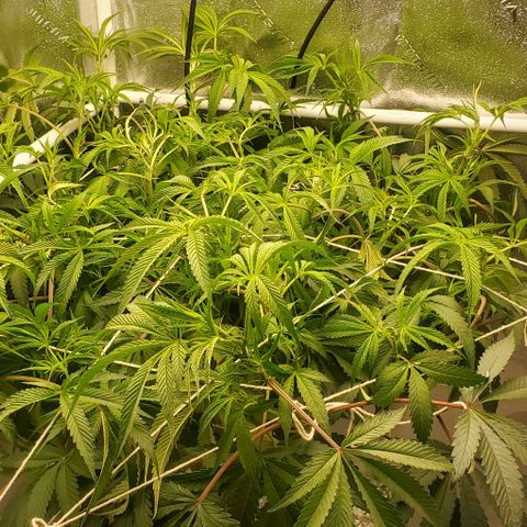 The diary of a bushy girl named Gush Mints growlog photo: Trellaced 
