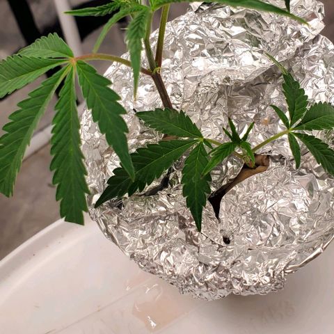 The diary of a bushy girl named Gush Mints growlog photo: Trellaced 