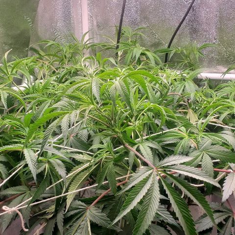 The diary of a bushy girl named Gush Mints growlog photo: Trellaced 