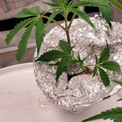 The diary of a bushy girl named Gush Mints growlog photo: Trellaced 