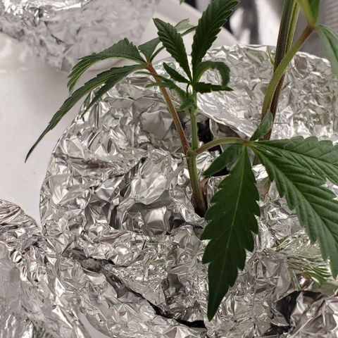 The diary of a bushy girl named Gush Mints growlog photo: Trellaced 