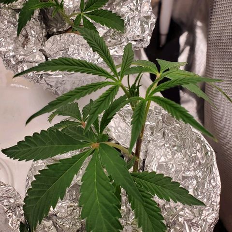 The diary of a bushy girl named Gush Mints growlog photo: Trellaced 