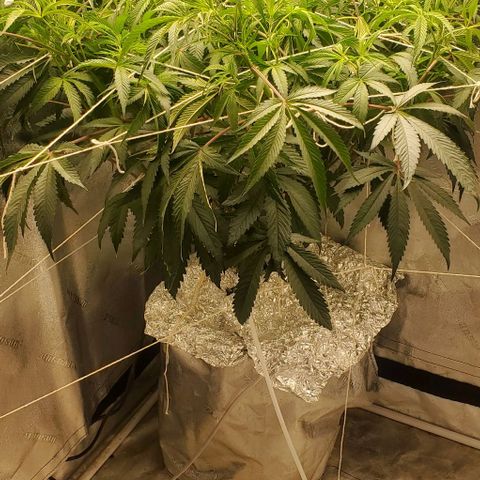 The diary of a bushy girl named Gush Mints growlog photo: Trellaced 