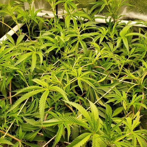 The diary of a bushy girl named Gush Mints growlog photo: Trellaced 