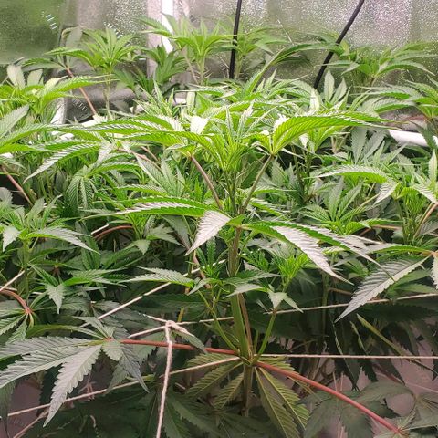 The diary of a bushy girl named Gush Mints growlog timeline photo