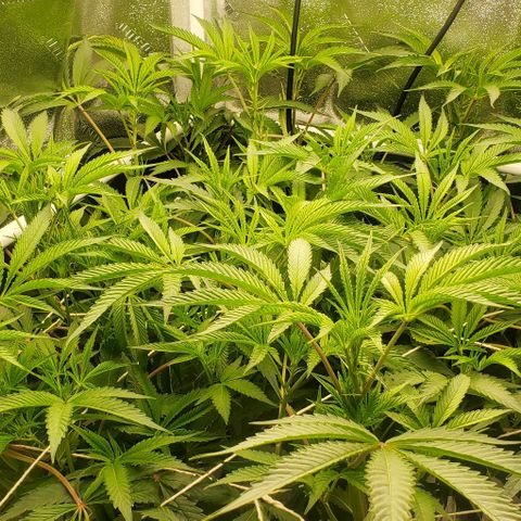 The diary of a bushy girl named Gush Mints growlog timeline photo