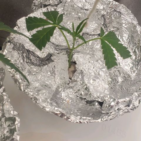 The diary of a bushy girl named Gush Mints growlog timeline photo