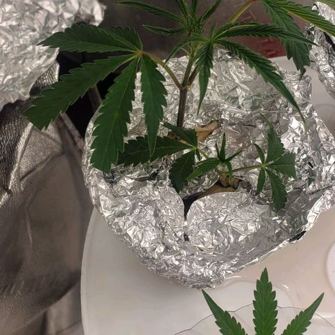 The diary of a bushy girl named Gush Mints growlog timeline photo