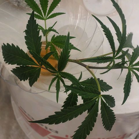 The diary of a bushy girl named Gush Mints growlog timeline photo