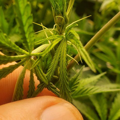 The diary of a bushy girl named Gush Mints growlog timeline photo