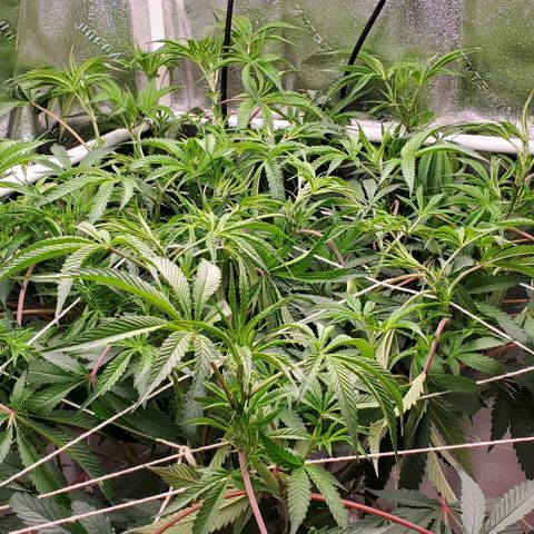 The diary of a bushy girl named Gush Mints growlog timeline photo