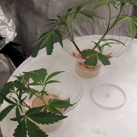 The diary of a bushy girl named Gush Mints growlog timeline photo