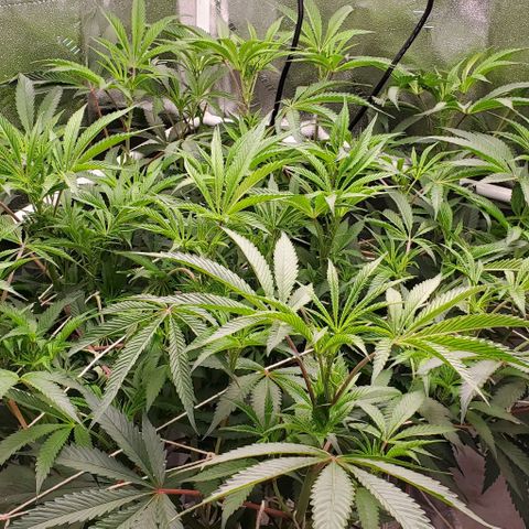 The diary of a bushy girl named Gush Mints growlog timeline photo