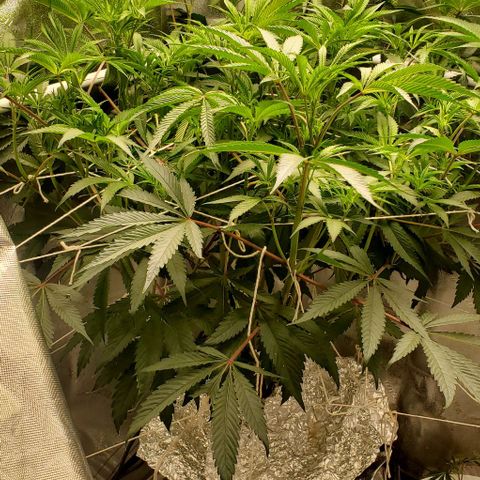 The diary of a bushy girl named Gush Mints growlog timeline photo