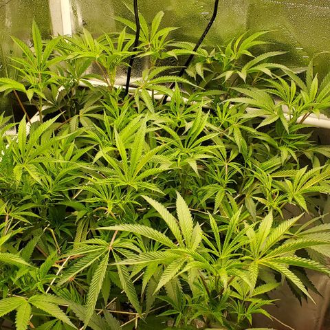 The diary of a bushy girl named Gush Mints growlog timeline photo