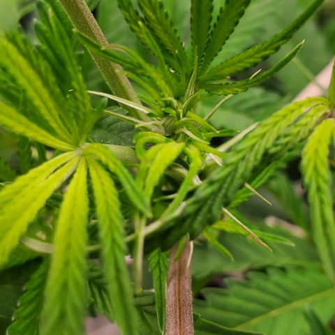 The diary of a bushy girl named Gush Mints growlog timeline photo