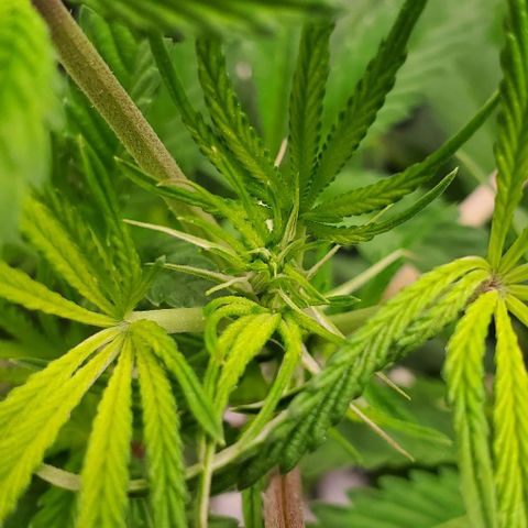 The diary of a bushy girl named Gush Mints growlog timeline photo