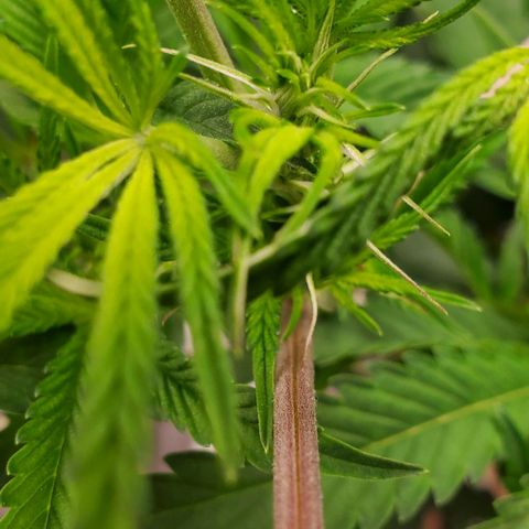 The diary of a bushy girl named Gush Mints growlog timeline photo