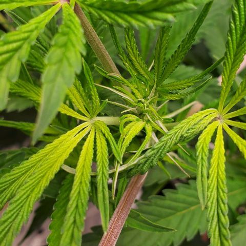 The diary of a bushy girl named Gush Mints growlog timeline photo