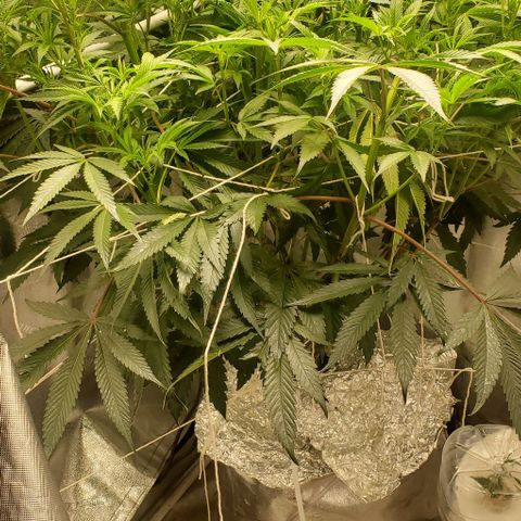 The diary of a bushy girl named Gush Mints growlog timeline photo