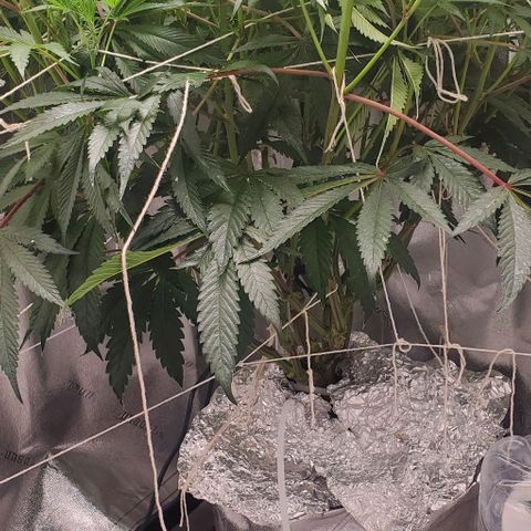 The diary of a bushy girl named Gush Mints growlog timeline photo