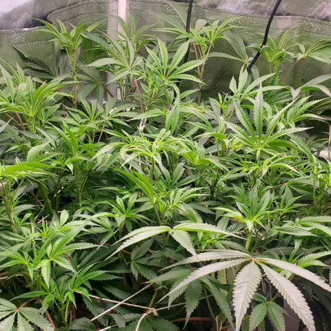 The diary of a bushy girl named Gush Mints growlog timeline photo