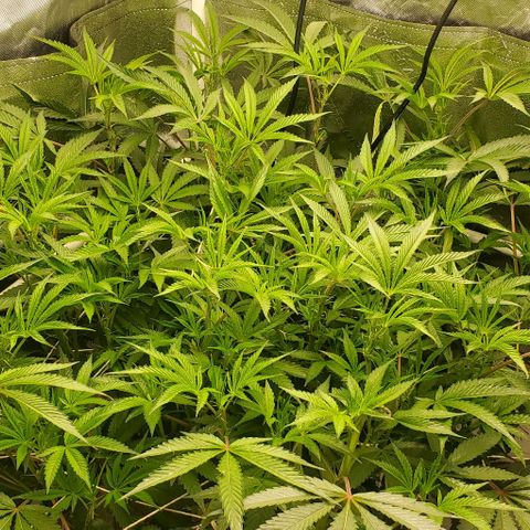 The diary of a bushy girl named Gush Mints growlog timeline photo