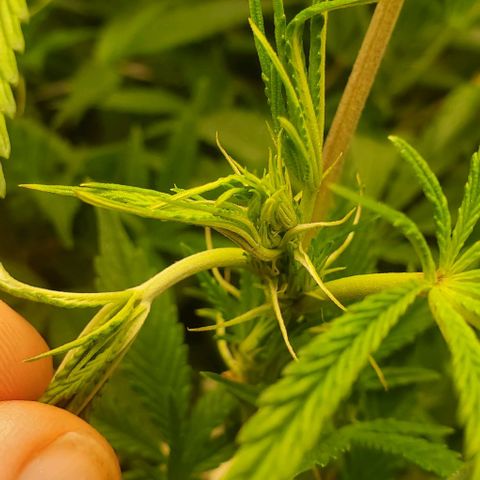 The diary of a bushy girl named Gush Mints growlog timeline photo