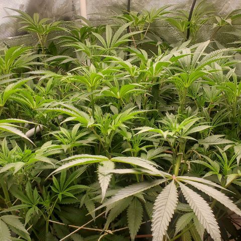 The diary of a bushy girl named Gush Mints growlog timeline photo