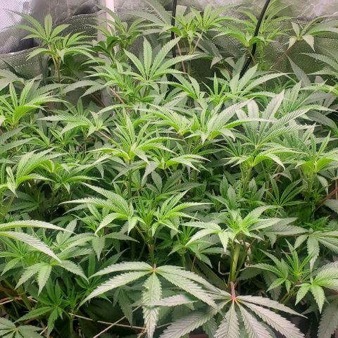 The diary of a bushy girl named Gush Mints growlog timeline photo