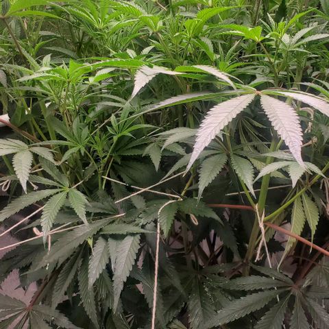 The diary of a bushy girl named Gush Mints growlog timeline photo