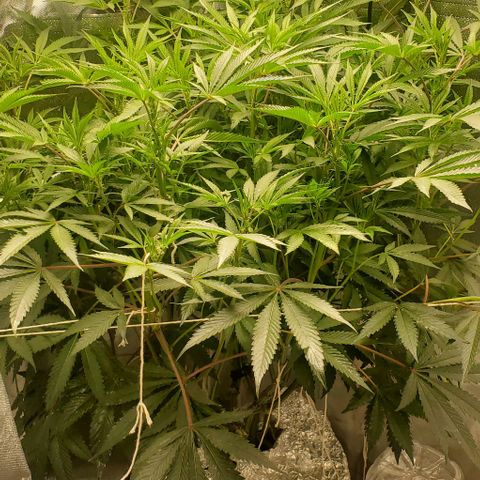The diary of a bushy girl named Gush Mints growlog photo: Getting so big it's filling up my 3x4. Not sure if I'll be able to do 2 plants next time.
After examining,  im thinking I should get some puff balls by next Monday. I'm thinking of defoliating after the first puff balls are fully formed. Hopefully by next Tuesday. 