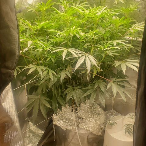 The diary of a bushy girl named Gush Mints growlog photo: Getting so big it's filling up my 3x4. Not sure if I'll be able to do 2 plants next time.
After examining,  im thinking I should get some puff balls by next Monday. I'm thinking of defoliating after the first puff balls are fully formed. Hopefully by next Tuesday. 