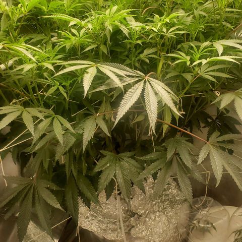 The diary of a bushy girl named Gush Mints growlog photo: Getting so big it's filling up my 3x4. Not sure if I'll be able to do 2 plants next time.
After examining,  im thinking I should get some puff balls by next Monday. I'm thinking of defoliating after the first puff balls are fully formed. Hopefully by next Tuesday. 