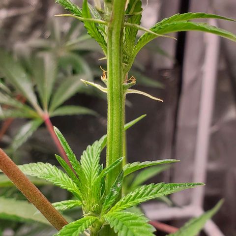 The diary of a bushy girl named Gush Mints growlog timeline photo