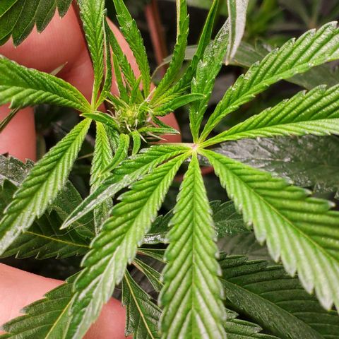 The diary of a bushy girl named Gush Mints growlog timeline photo