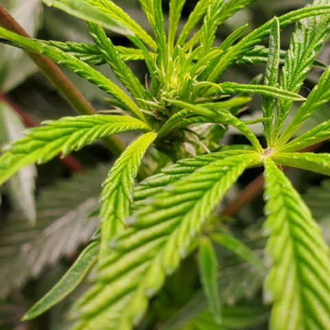 The diary of a bushy girl named Gush Mints growlog timeline photo