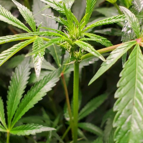 The diary of a bushy girl named Gush Mints growlog timeline photo