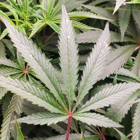 The diary of a bushy girl named Gush Mints growlog photo: My puff balls don't look like they are going to be very big :/
I'm starting to worry about yield size of each bud.
I wonder if I should max my light out?