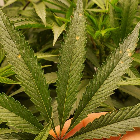 The diary of a bushy girl named Gush Mints growlog photo: My puff balls don't look like they are going to be very big :/
I'm starting to worry about yield size of each bud.
I wonder if I should max my light out?