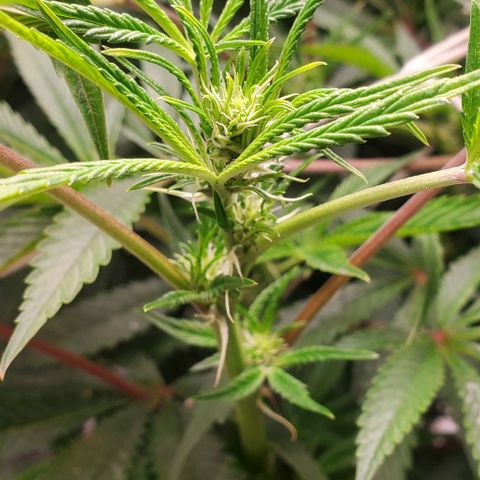 The diary of a bushy girl named Gush Mints growlog photo: My puff balls don't look like they are going to be very big :/
I'm starting to worry about yield size of each bud.
I wonder if I should max my light out?