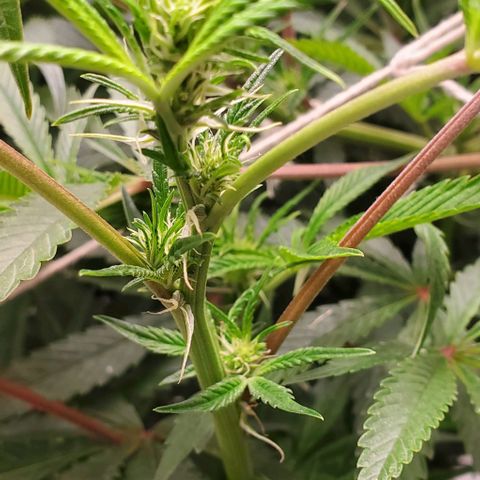 The diary of a bushy girl named Gush Mints growlog photo: My puff balls don't look like they are going to be very big :/
I'm starting to worry about yield size of each bud.
I wonder if I should max my light out?