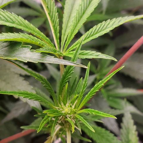 The diary of a bushy girl named Gush Mints growlog photo: My puff balls don't look like they are going to be very big :/
I'm starting to worry about yield size of each bud.
I wonder if I should max my light out?