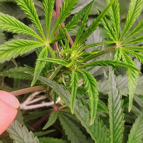 The diary of a bushy girl named Gush Mints growlog photo: My puff balls don't look like they are going to be very big :/
I'm starting to worry about yield size of each bud.
I wonder if I should max my light out?