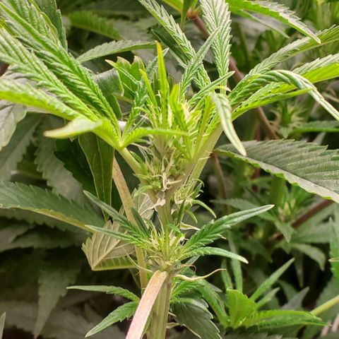 The diary of a bushy girl named Gush Mints growlog photo: My first puff balls. Well they aren't fully formed yet but man they are finally showing up. 
The strain is supposed to be a 70 day strain which means I should be harvesting by the end of August.
I can't express how excited I am... because I'm actually somewhat disappointed. I was a lot less prepared than I thought. 